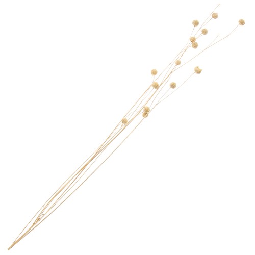 Lin séché naturel pour composition florale x1 tige