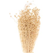 Lin séché naturel pour composition florale x1 tige