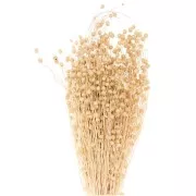 Lin séché naturel pour composition florale x1 tige