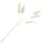 Lagurus séchés - blanc - pour composition florale x5 tiges