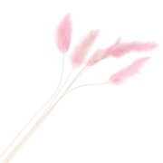Lagurus séchés - rose - pour composition florale x5 tiges|raw }}