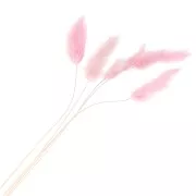 Lagurus séchés - rose - pour composition florale x5 tiges