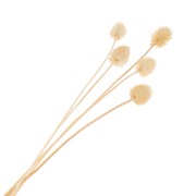 Cardères japonaises séchées - naturel - pour composition florale x5 tiges|raw }}
