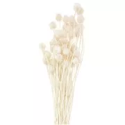 Cardères japonaises séchées - naturel - pour composition florale x5 tiges