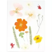 Assortiment fleurs séchées & pressées sur planche - Mix nature Orange