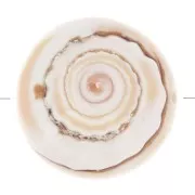 Perle en coquillage 17 mm - Naturel x1