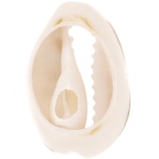 Coquillage Cauri 18 à 20 mm avec résine époxy - Naturel -  Dark gold pailleté x1