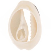 Coquillage Cauri 18 à 20 mm avec résine époxy - Naturel -  Noir pailleté x1