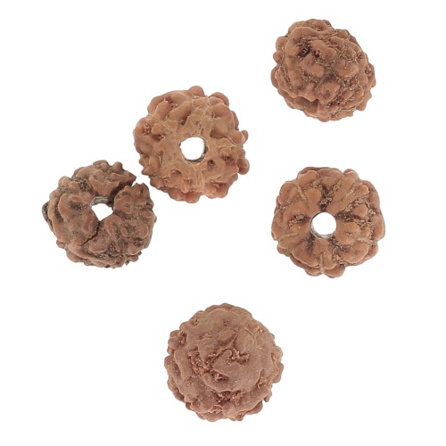 Perles graines naturelles de Rudraksha larmes de shiva 4.5 mm x20