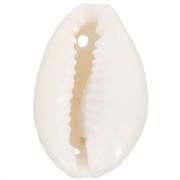 Assortiment intercalaires coquillages Cauri 19 à 22 mm - Naturel x10