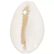 Assortiment intercalaires coquillages Cauri 19 à 22 mm - Naturel x10