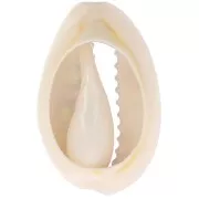 Coquillage Cauri 18-23 mm imprimé motif léopard Vert clair - Rose bonbon - Noir x1