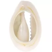 Coquillage Cauri 18-23 mm imprimé motif léopard -  Bleu ciel - Noir x1