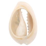 Coquillage Cauri 18-23 mm imprimé motif léopard -  Jaune - Ocre - Noir x1