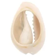 Coquillage Cauri 18-23 mm imprimé motif léopard -  Jaune - Ocre - Noir x1