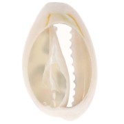 Coquillage Cauri 18-23 mm imprimé motif léopard -  Ecru - Caramel - Noir x1