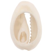 Coquillage Cauri 18-23 mm imprimé motif léopard -  Marron clair - Ecru - Noir x1