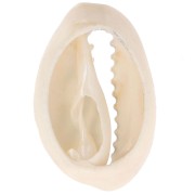 Coquillage Cauri 18-23 mm imprimé motif zèbre - Ecru - Noir x1