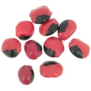 Graines huaeruro d'Amérique du Sud 10 mm Naturel x 10