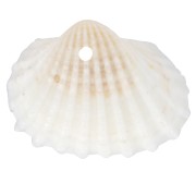 Pendentifs coquillage 16x20 mm - Naturel x4|raw }}