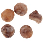 Perle coquillage en résine 12 mm - Marbré Marron clair - Marron foncé x5