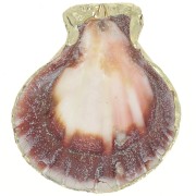 Pendentif coquillage 37 - 40 mm avec bordures dorées - Naturel x1