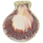 Pendentif coquillage 37 - 40 mm avec bordures dorées - Naturel x1