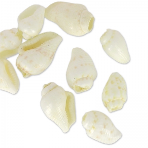 Assortiment de mini coquillages 10 mm Naturel x 10