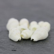 Assortiment de mini coquillages 10 mm Naturel x 10