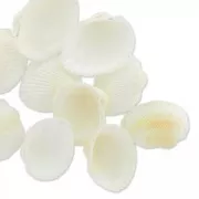 Assortiment de coquillages 20 mm Naturel x 10