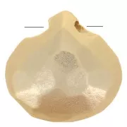 Perles Briolette plate 8.5 mm Doré à l'or fin satiné x1