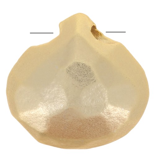 Perles Briolette plate 8.5 mm Doré à l'or fin satiné x1