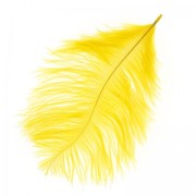 Plume d'autruche 15-20 cm Tournesol x1|raw }}