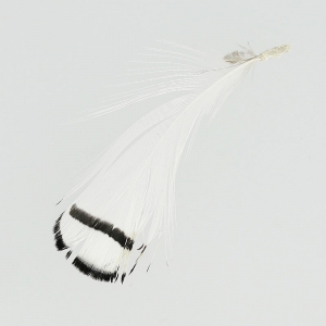 Plume de faisan rayée 6-11 cm Blanc x1