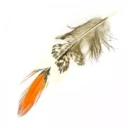 Plume de faisan 10-15 cm Blanc/Noir/Orange x1
