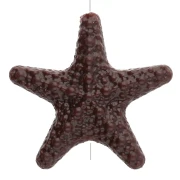Coquillages
