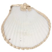 Pendentif coquillage de 40 à 50 mm avec bordures dorées - Naturel x1