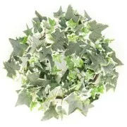 Guirlande de lierre sur fil métal x1.8 mètres