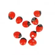 Graines huaeruro d'Amérique du Sud 6 mm Naturel x 10