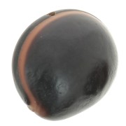 Graine ojo de buey d'Amérique du Sud 30 mm Naturel x 1|raw }}