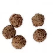 Perles graines naturelles de Rudraksha larmes de shiva 10 mm x10
