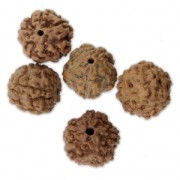 Perles graine naturelles de Rudraksha larmes de shiva 14 mm  x10|raw }}