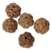 Perles graine naturelles de Rudraksha larmes de shiva 14 mm  x10