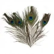 Plumes de paon 25-30 cm x3