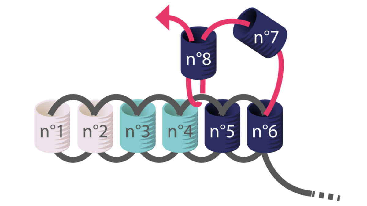 Tuto Boucles d'oreilles chevrons Miyuki en Brick Stitch : Etape 3