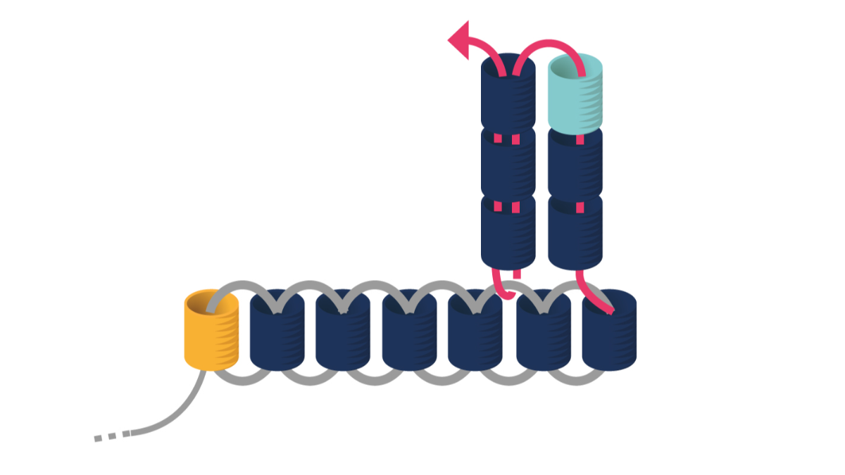 Boucles d'Oreilles Miyuki triangulaires en Triple Brick Stitch : Etape 4