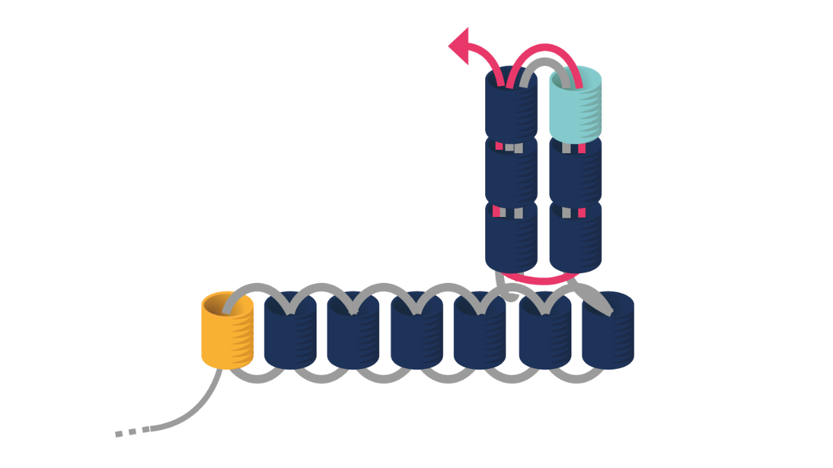 Boucles d'Oreilles Miyuki triangulaires en Triple Brick Stitch : Etape 5