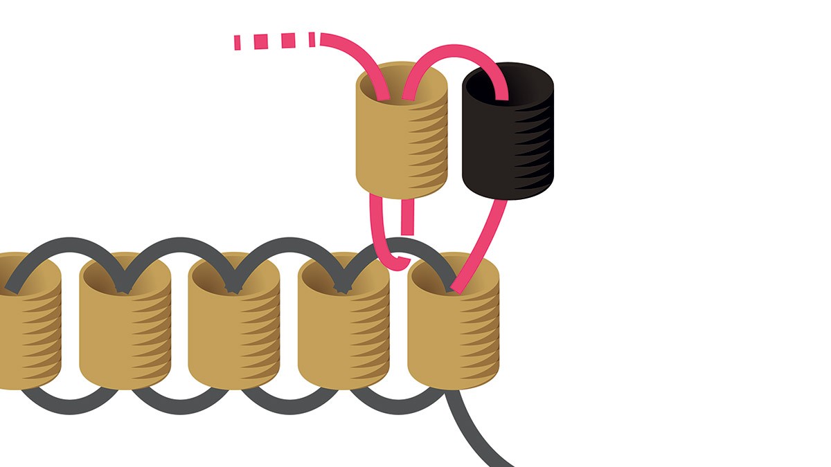 Collier perles Miyuki noir et doré en Brick Stitch : Etape 2