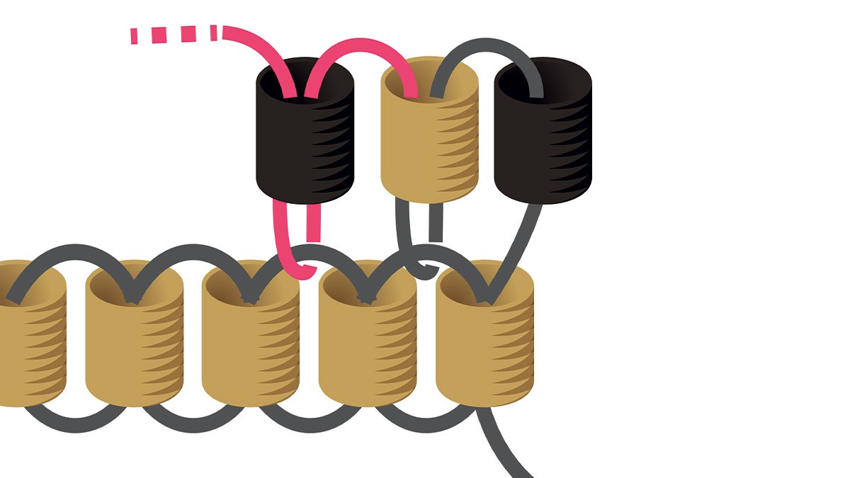 Collier perles Miyuki noir et doré en Brick Stitch : Etape 3